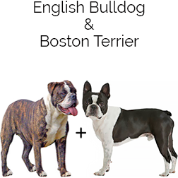 English Boston Bulldog